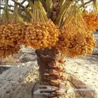 نخيل بجميع انواعه ومقاساته