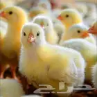 انا مشرف مزارع الدجاج تسمين الابيض والاحم خبره في هذا المجال