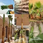 يتوفر لدينا نخيل واشنطونيا ونخل عربي مقاسات وأحجام مختلفة ب