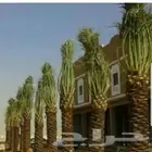 يوجد لديناء نخيل عربي وواشنطني وأشجار زيتون