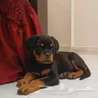 للبيع جراوة روت وايلر بيور