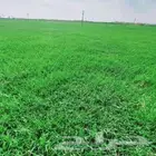 ثيل طبيعي درجه اولى شرط