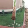 تنسيق حدائق 