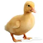 فرخ بط للتبني