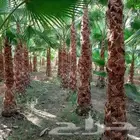 نخل واشنطني زينه نخيل واشنطنيا نخل الزينه