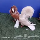 حمام الزينه