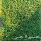 ثيل طبيعي