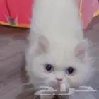 قط بيرشن قزم