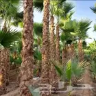 عرض 50  على الزراعه والنخيل وتنسيق اليوم الوطني السعود