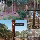 تكريب النخيل هلالى وتكريب عادي باقل الأسعار