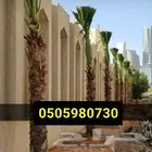 مقاول نخيل واشنطني وعربي وجميع أشجار الزينه المثمره