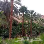 نخل للبيع نخيل والشنطني وعربي نقايل مثمر والشنطنيا خلاص صقعي