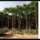 نخل واشنطن زينه