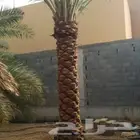 نخل عربي ديكور هلالي  ونخل واشنطن ملكي للبيع