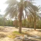 للبيع نخل من مترين الي خمسه انواع مشكله