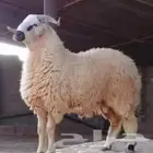 قصاب ماهر بالرياض جزار رقم ذباح