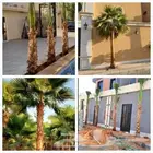 نخيل وشنطن زينه لاستراحات والفلال والقصور