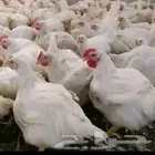 انا مشرف مزارع الدجاج تسمين الابيض واللحم