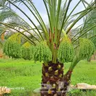 توريداجودانواع النخيل المثمروالزينةالواشنطني