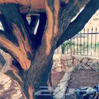 اعمال النحت بلاسمنت وعمل شلالات صخوريه اندنوسيه