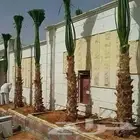 نخل امريكي زينه واشنطني