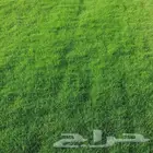 عشب طبيعي نجيل