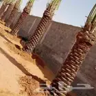 نخل نوايع للبيع نوصل