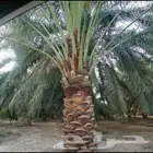 مقاول اعمال نخيل