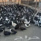 اناثى بط6شهور