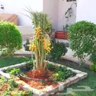مقول زرعت نخيل عربي ووشنطي وصينة مزارع