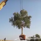 ابو عبدالله لتوريد جميع انواع الاشجار المثمرة