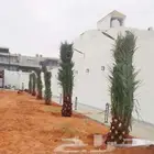 ابوناصر لتوريد جميع انواع النخيل العربي وواشنطن