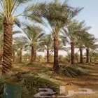 متوفر لدينا جميع انخل في انحا المملكه