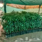 شتلات مانجوا   تومي  هندي  لانجرا  جلن  زبده