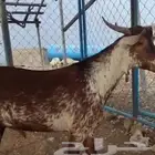 للبيع تيس اوشح