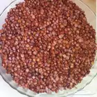 بذرة السدر الحاليل النبق وفوائدها الدوم
