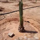 مقاول حجر وتراث وتوريد النخل العماريه الجبيله حريملاء