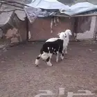 تم البيع الله يبارك لشاري والعروض المراح والنظيفه جايه