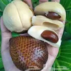 شتلات جلد ثعبان إندونيسيا وغيره