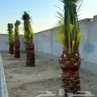 زبايناالكرام يوجدلدينانقايل وفسايل خلاص وسكري وصقعي وهلال