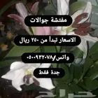 مفتشة جوالات في جدة