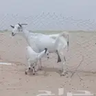 عنز بيشية يتبعها جفرة للبيع ماعز