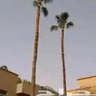 صيانة النخل الواشنطن والعربي