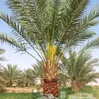 مقاول في توريد وتركيب الشبوك وتوريد وزراعة النخيل