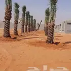 نخل وشبوك