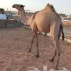 بكره حقه