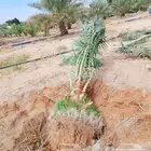 توريد وزراعة النخيل العربي ونخل واشنطن