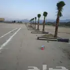 نقوم بتوريد انخيل وزرعته الوشنطني والعربي مقسات حلوه