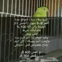 ببغاء ذكر درة للبيع 