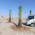 نخل للبيع نخيل مثمر نقايل جثايث خلاص سكري صقعي برحي شيشي سلج
